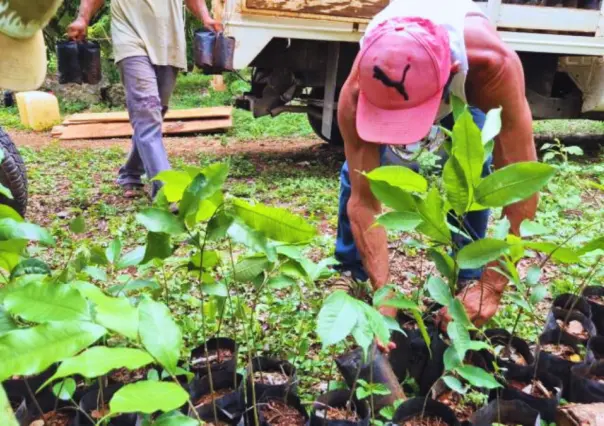 Entregan más de 8 mil árboles nativos para reforestar el sur de Yucatán