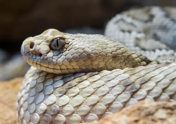 Estas víboras nativas de Nuevo León pueden causar la muerte con su veneno