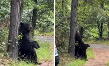 ¡Enorme oso! Sorprende a grupo de ciclistas en Chipinque I VIDEO ¡Enorme oso! Sorprende a grupo de ciclistas en Chipinque I VIDEO