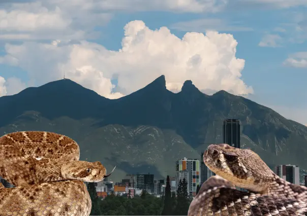 ¡Víboras en Nuevo León! ¿Qué especies se encuentran en el estado?