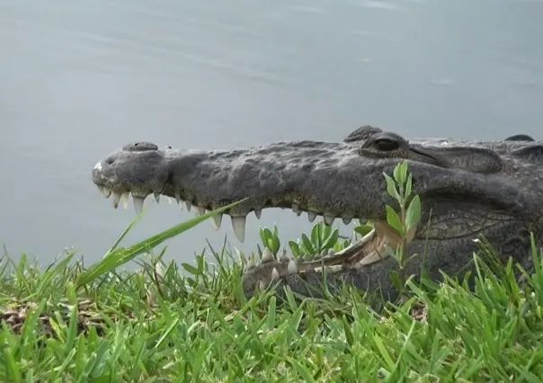 Piden UMA para controlar cocodrilos en Altamira ante riesgo ambiental y sanitario