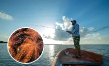 Esta es la joya del mar que se captura en BCS y mueve la economía pesquera Esta es la joya del mar que se captura en BCS y mueve la economía pesquera