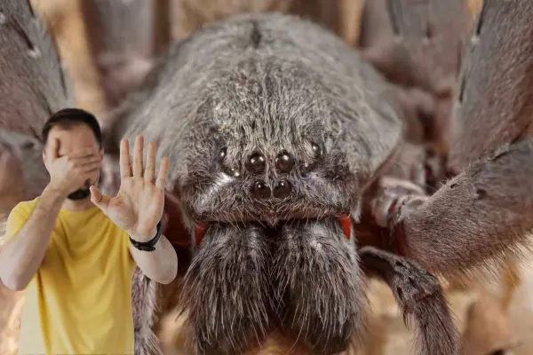 Esta es la araña gigante que vive en las montañas de Baja California Sur