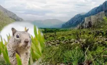 El Cañón de Fernández y la increíble cantidad de mamíferos que habitan en este lugar El Cañón de Fernández y la increíble cantidad de mamíferos que habitan en este lugar