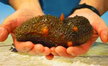 Pepino de Mar en Yucatán: Celestún busca recuperar el mar y su futuro pesquero Pepino de Mar en Yucatán: Celestún busca recuperar el mar y su futuro pesquero