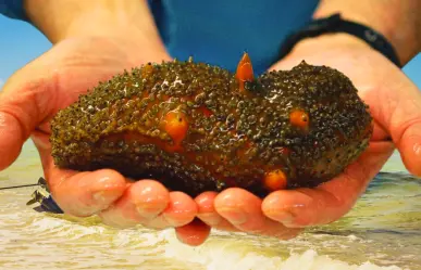 Pepino de Mar en Yucatán: Celestún busca recuperar el mar y su futuro pesquero