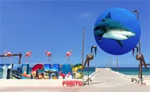 Captan a tiburón nadando en playas de Telchac Puerto