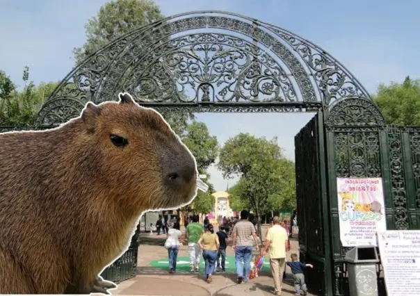 ¿Dónde ver capibaras en CDMX? Estos son los 3 lugares para conocer al roedor más grande del mundo