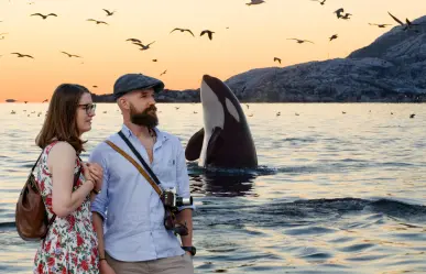 Inicia la primera temporada de avistamiento de orcas en playas de La Paz