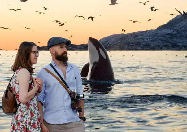 Inicia la primera temporada de avistamiento de orcas en playas de La Paz