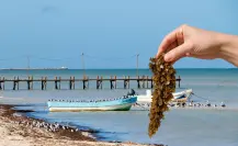Innovación y ciencia contra el sargazo: Yucatán apuesta por soluciones sostenibles Innovación y ciencia contra el sargazo: Yucatán apuesta por soluciones sostenibles