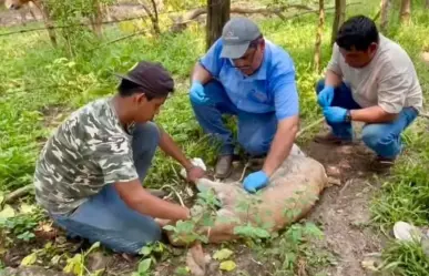 José Braña confirma que la exportación de ganado continúa suspendida por gusano barrenador