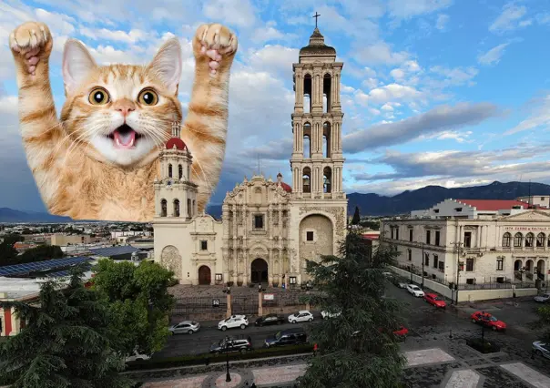 Día del michi en Saltillo, estas son las actividades planeadas para el fin de semana