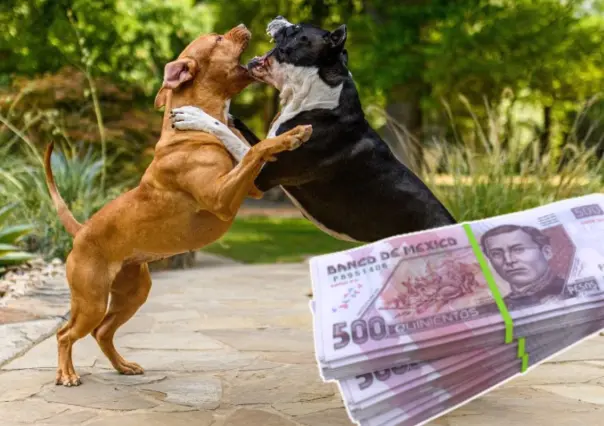 Montapeleas en CDMX: así operan los extorsionadores con peleas de perros