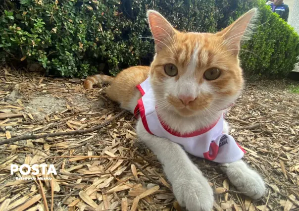 De callejero a héroe: la historia de Cruzberto, el gato de la Cruz Roja en Toluca