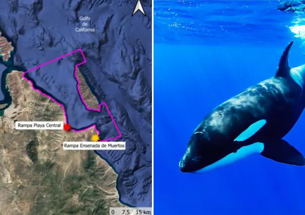 Nado con orcas en La Ventana provoca inconformidad entre pobladores