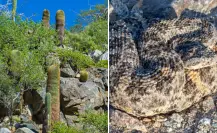 Los secretos naturales de Isla Cerralvo: 14 especies que no existen en otro lugar del mundo Los secretos naturales de Isla Cerralvo: 14 especies que no existen en otro lugar del mundo