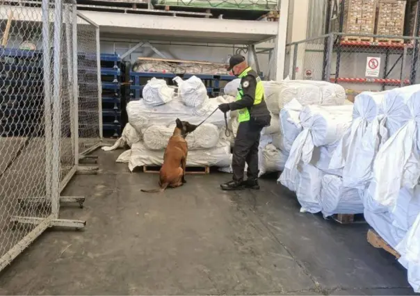 Guardia Nacional halla cargamento oculto de droga sintética en el AIFA gracias a binomios caninos