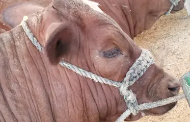 Exportación de ganado a EU aún no tiene fecha, según productores de Durango