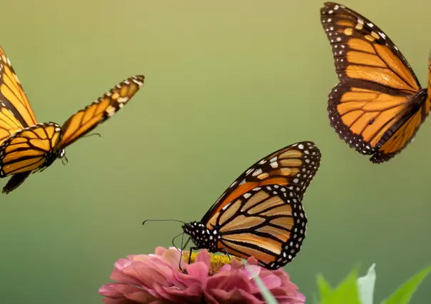 La mariposa monarca: el espectáculo natural que solo ocurre en Michoacán