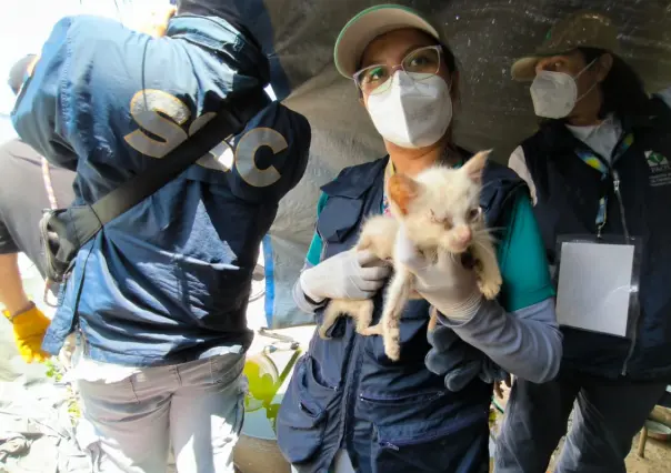 FOTOS | PAOT rescata a 63 gatos en condiciones de maltrato en inmueble de Álvaro Obregón