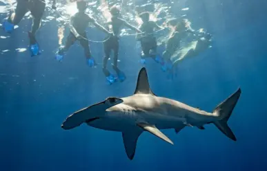 Safari marino en La Ventana: explora el océano sin necesidad de ser buzo