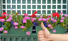 Saca estas 7 plantas de la decoración de tu hogar, el feng shui te da las razones