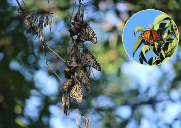 Saltillo recibe a mariposa monarca con jardines polinizadores, ¿qué son?