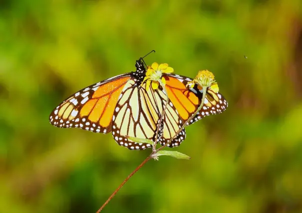 Mariposa Monarca 2025: ¿Cómo unirse a la Protección y Conservación en Coahuila?