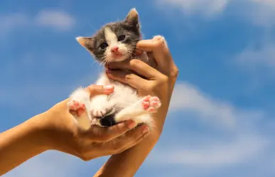 Estos son 5 consejos imprescindibles antes de adoptar una mascota