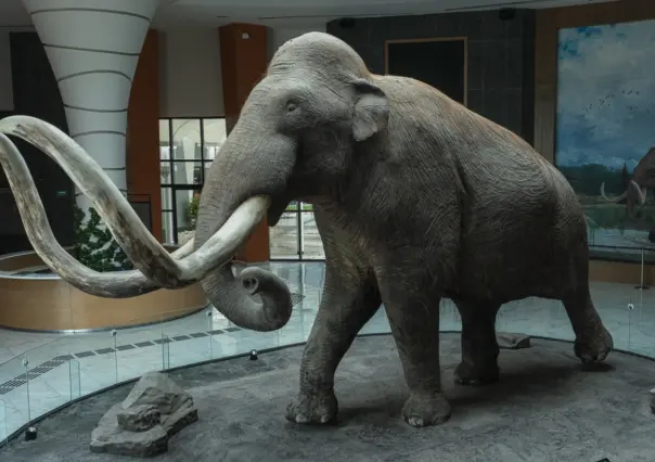 ¿Existió un mamut mexicano? Científicos descubren un linaje único en el AIFA