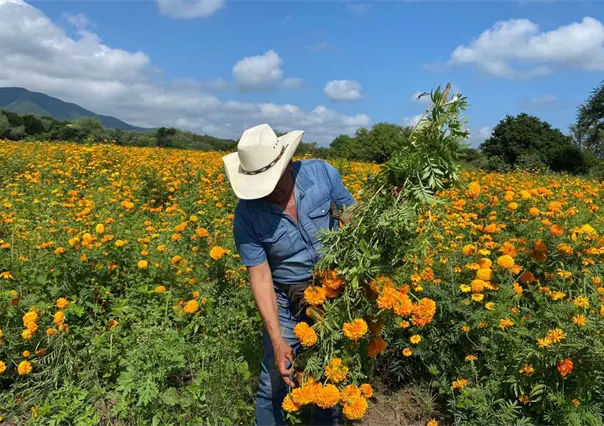 Día de Muertos: El campo de cempasúchil que debes visitar en Tamaulipas