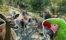 ¿Quiénes son los nuevos habitantes que sorprendieron al Zoológico Tamatán?