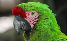 Nacen 25 especies en zoológico Tamatán