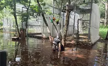 Refugio de loros en Yucatán se inunda por las intensas lluvias Refugio de loros en Yucatán se inunda por las intensas lluvias