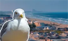 Ante caso de gripe aviar en Matamoros, Madero monitorea aves de playa Miramar Ante caso de gripe aviar en Matamoros, Madero monitorea aves de playa Miramar