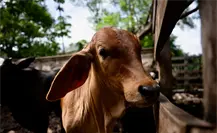 39 nuevos casos del gusano barrenador en Yucatán; piden no descuidar lesiones en animales