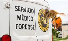 Ataque de abejas en Mérida deja un hombre fallecido y cuatro lesionados