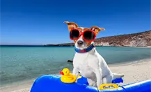 3 playas pet friendly en BCS que encantaran a tu mascota y a ti 3 playas pet friendly en BCS que encantaran a tu mascota y a ti