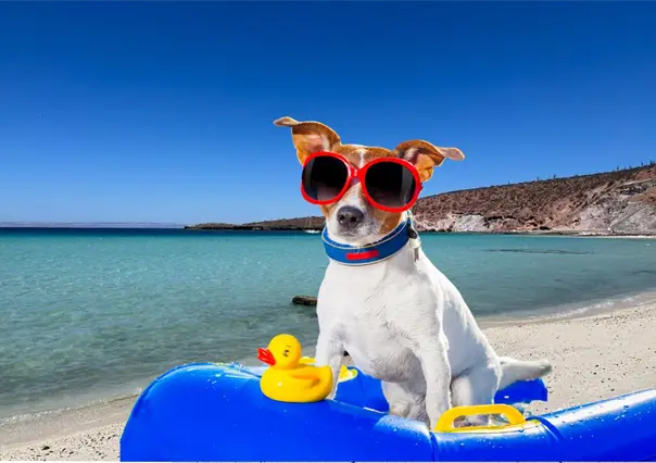 3 playas pet friendly en BCS que encantaran a tu mascota y a ti