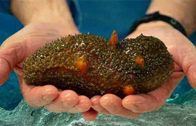 Desmantelan sancochadero de pepino de mar en Yucatán