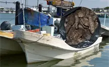 Vinculan a proceso a tres personas por sancochadero de pepino de mar en Yucatán Vinculan a proceso a tres personas por sancochadero de pepino de mar en Yucatán