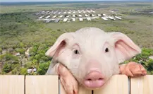 ¿Qué pasará con los cerdos tras el cierre de una megagranja en Yucatán? ¿Qué pasará con los cerdos tras el cierre de una megagranja en Yucatán?