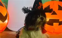 5 tiendas de mascotas en Tamaulipas donde puedes conseguir disfraces para Halloween 5 tiendas de mascotas en Tamaulipas donde puedes conseguir disfraces para Halloween