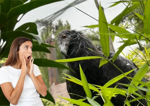 Baja California recibe un nuevo cóndor para su conservación