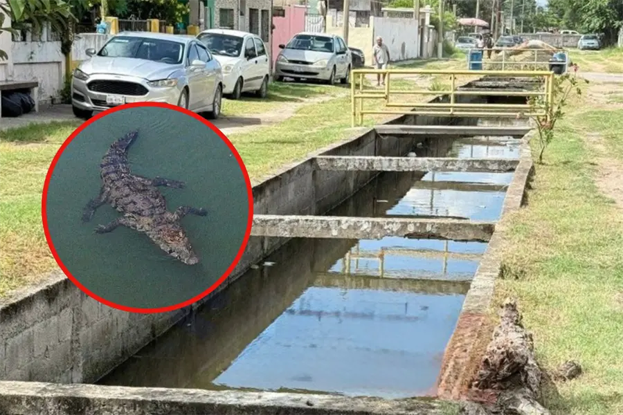 Cocodrilo acaba con la vida de perros y gatos en esta colonia de Ciudad Madero