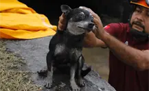 ¡Super rescate! Salvan a perrito que cayó a canal pluvial en Escobedo ¡Super rescate! Salvan a perrito que cayó a canal pluvial en Escobedo