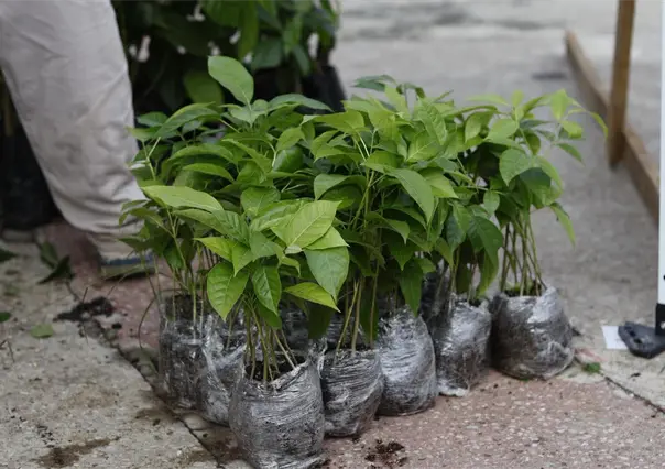 Tabasco busca sembrar 2.4 millones de árboles en un solo día