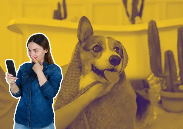 Estéticas caninas móviles en Monterrey: ¿Cuáles atienden en fin de semana?