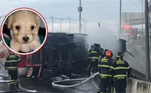 Cerecito, hijo de perrita rescatada de la explosión del Puente de la Concordia cumple su primer mes de vida Cerecito, hijo de perrita rescatada de la explosión del Puente de la Concordia cumple su primer mes de vida